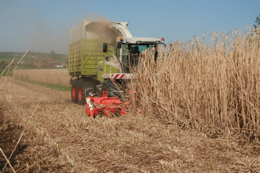 miscanthus oogst