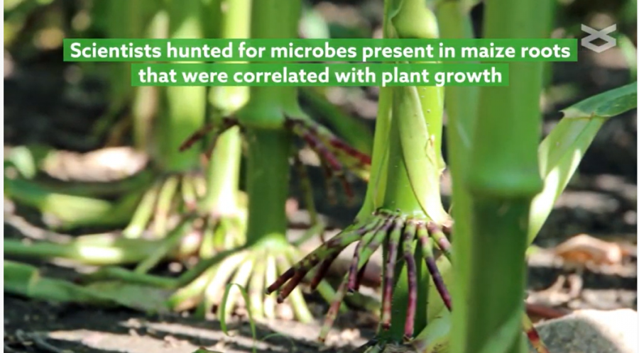 Scientists hunted for microbes present in maize roots that were correlated with plant growth