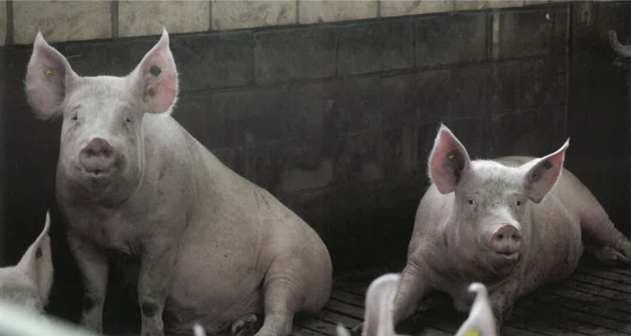 Een zittend en liggend varken in een stal