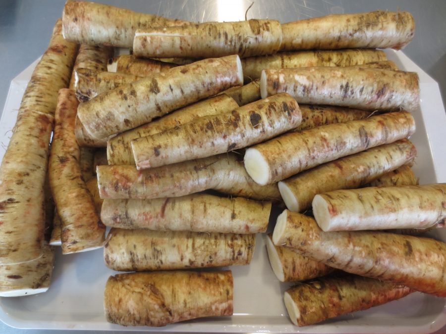 Pile of root of Belgian endive, washed and ready for processing