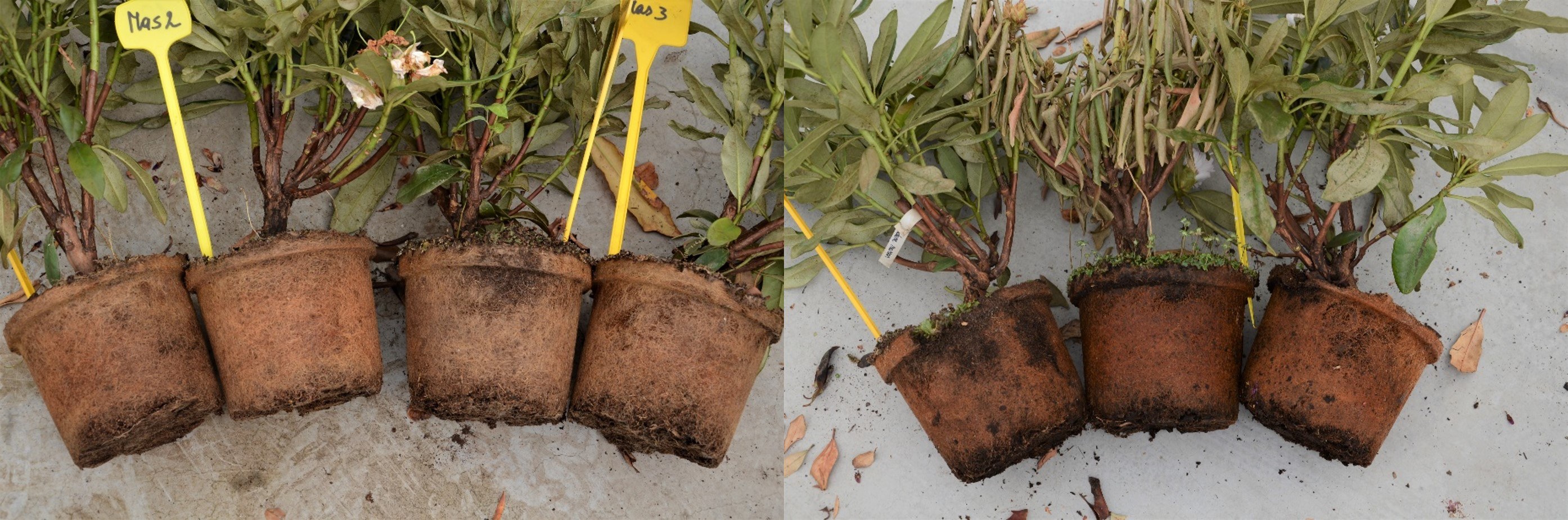 Planten zonder (links) en met (rechts) Phytophthora symptomen: aangetaste (donkerbruine) wortels en verwelking/afsterven (middelste plant).
