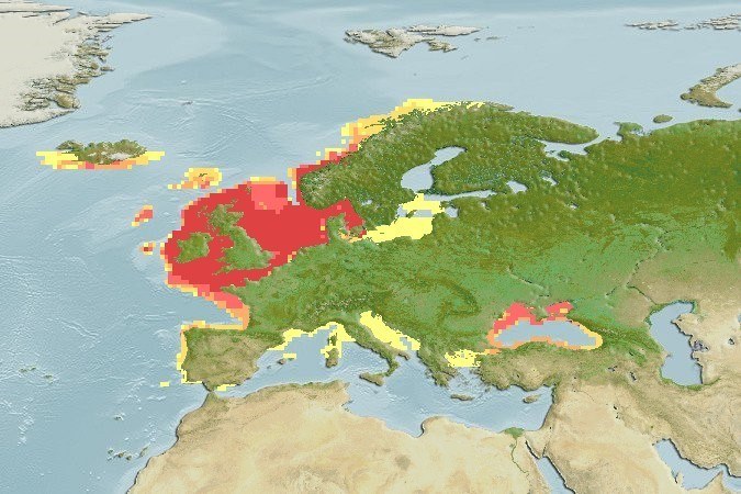Kaart van Europa met verspreidingsgebied wijting. Hoge densiteit rond de kusten van Verenigd Koninkrijk, Frankrijk, België, Nederland en Denemarken