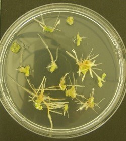 Weefselkweek van planten in petrischaal